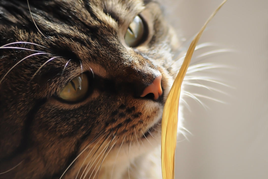 Katze Grashalm Im Rachen Wie Lange Warten praxis-kleintiere.de