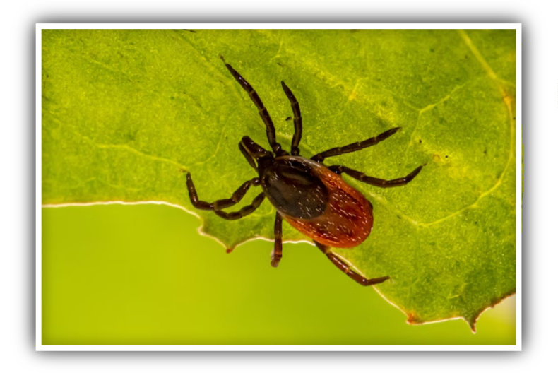 Anaplasmose VETPraxis für Kleintiere