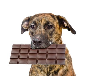 Dog with chocolate in the mouth. isolated on white background.