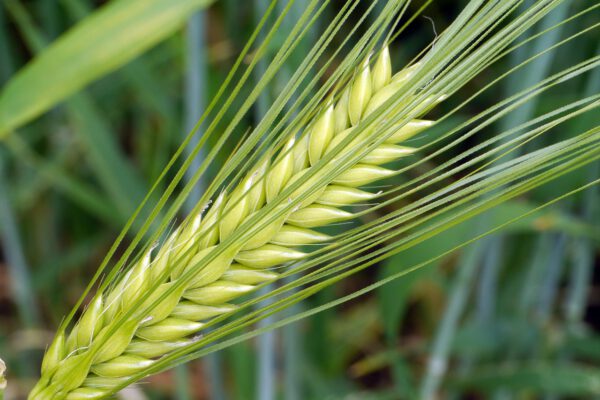 barley-g40350cee5_1280