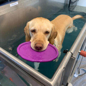 Professionelle Hydrotherapie in der Tiermedizin