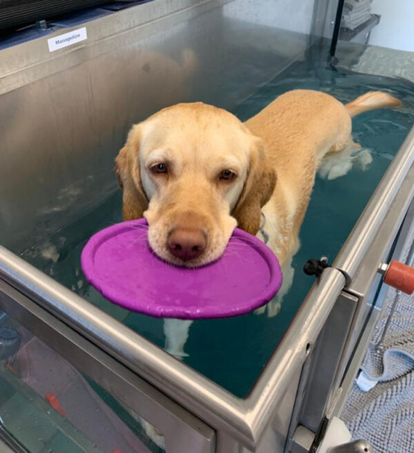 Professionelle Hydrotherapie in der Tiermedizin