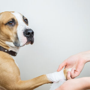 Erste Hilfe am Hund – Ihr Wissen kann Leben retten!