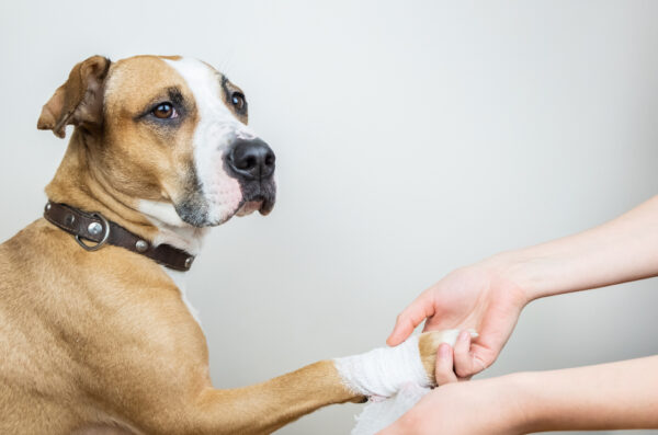 Erste Hilfe am Hund – Ihr Wissen kann Leben retten!