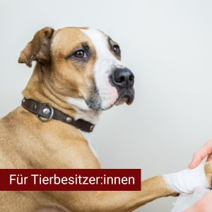 Erste Hilfe am Hund – Ihr Wissen kann Leben retten!